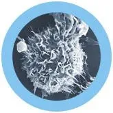 Cancer Prostate (Malignant Neoplasm) Giant Microbes Plush