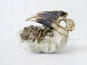 Real White HornBill Bird Skull Nested on Matrix of Tourmaline Quartz Mica