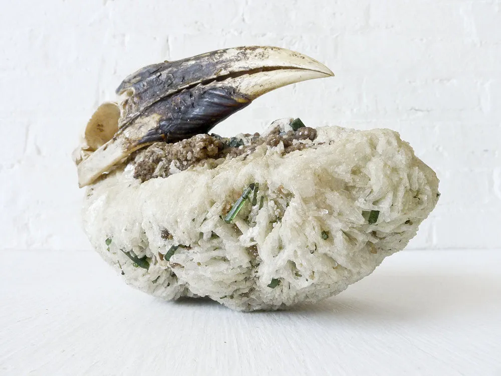 Real White HornBill Bird Skull Nested on Matrix of Tourmaline Quartz Mica