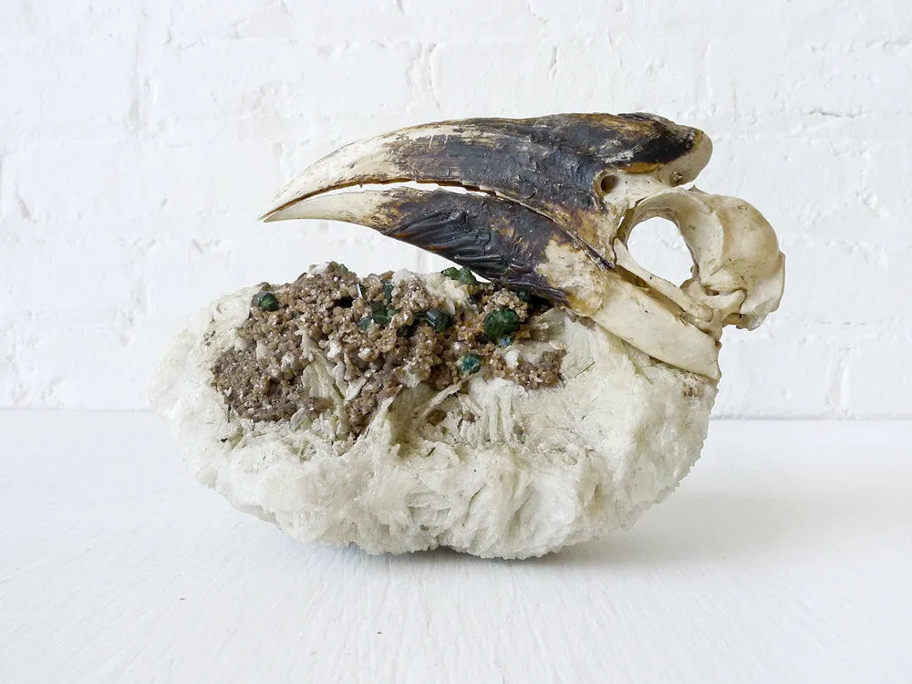 Real White HornBill Bird Skull Nested on Matrix of Tourmaline Quartz Mica