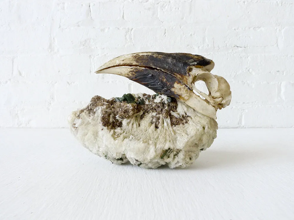Real White HornBill Bird Skull Nested on Matrix of Tourmaline Quartz Mica